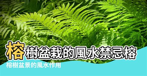 榕樹陰氣|榕樹禁忌大全：台灣民間習俗的秘辛 